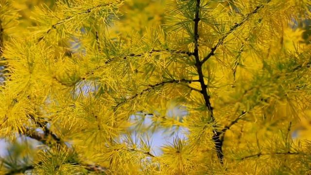 Красивая осень - Виталий Хворов | Молодёжь Тавды @11-11 смотреть онлайн