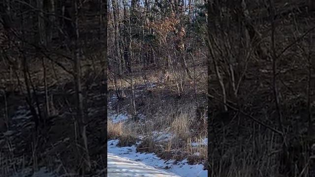 Тигр в пгт Пластун 2021 смотреть онлайн