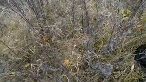 Коп на урочище , ищем место для шурфа !