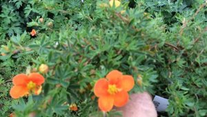 Potentilla 'Hopley's Orange'