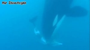 Охота-Касаток на китов и дельфинов-беспошадная битва