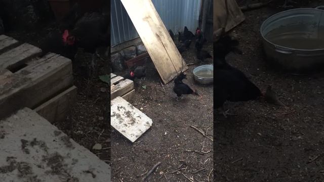 Синь Синь Дянь. Новая семья в хозяйстве смотреть онлайн