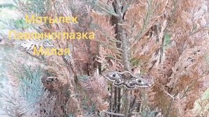 Павлиноглазка малая. Мотылек.