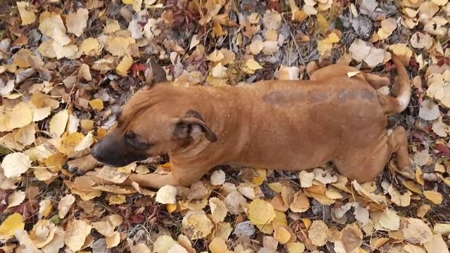 Путешествие к бобориной плотине по границам трех областей на мотоцикле Урал. смотреть онлайн