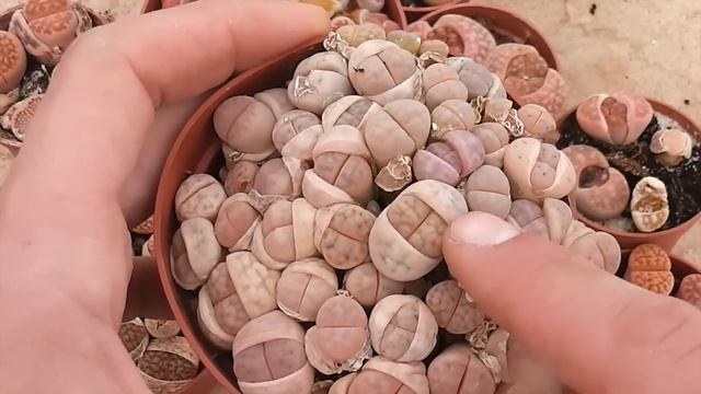 #99 Carniplant-Plantas carnívoras-Hablemos de lithops смотреть онлайн
