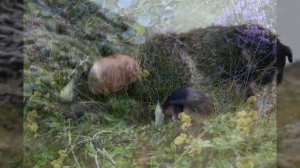 Исландия: Еда и быт