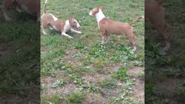 Миниатюрный бультерьер( два мальчика !!!)по вопросу преобретения звоните 8-918-608-14-15 смотреть онлайн