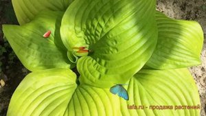 Хоста гибридная Тортилла Чип (hosta tortilla chip) ? обзор: как сажать, луковицы хосты Тортилла Чип