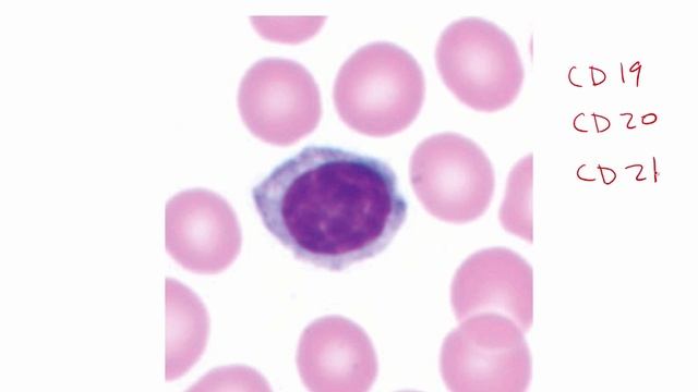 USMLE RX - 5.Гематология и онкология - 1.Анатомия - 1.В-клетки