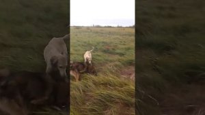 ЗСЛ Экбар (Барин) охота на барсука, Омск 3