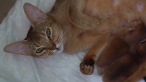 Абисинские Коты