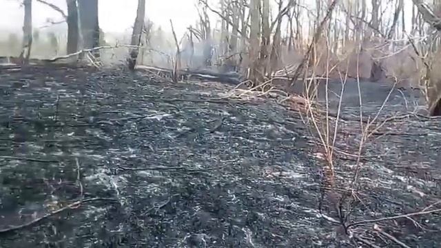 Остров Татышев превратили в пепелище смотреть онлайн