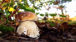 Удивительные грибы