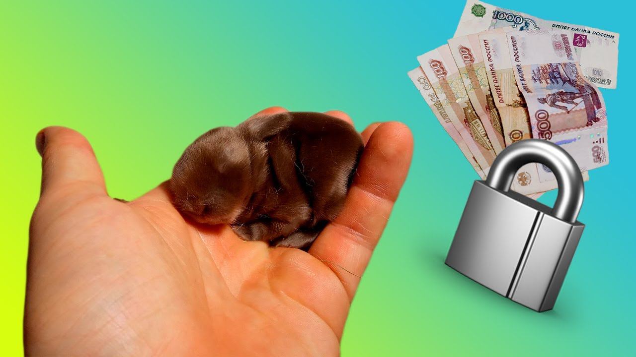 Забронировать декоративного кролика (купить)
