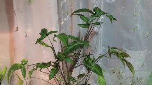 Сингониум, лиана-2. Ножколистный и Ушковидный/Ушковатый/Ушастый