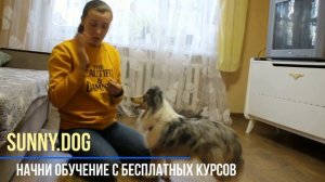 Как правильно гладить собаку? Как сделать чтобы собаке нравилось?
