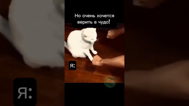 #смешноевидео  #котик #чудо