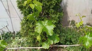 ВИНОГРАД НОРМИРОВКА КОЛЛИЧЕСТВА СОЦВЕТИЙ НА ВИНОГРАДЕ КАКИЕ ОСТАВЛЯТЬ