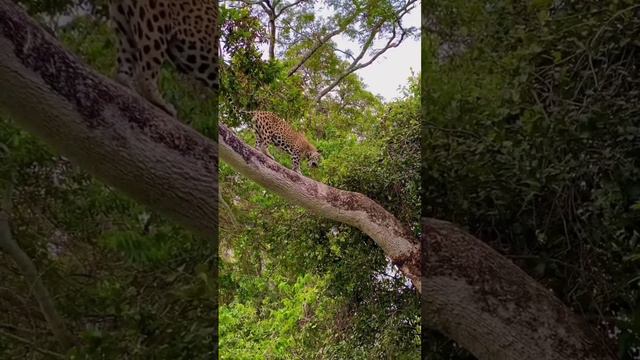 how the jaguar incredibly climb down a.......#subscribe