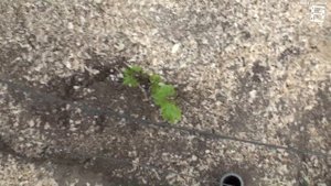 КОГДА 100% ПОСАДКА ВИНОГРАДА? ПОСАДКА ВИНОГРАДА ВЕСНОЙ САЖЕНЦАМИ? ВИНОГРАД В ТЕПЛИЦЕ