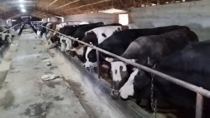 Откорм бычков, отличный результат за 6 месяцев откорма.