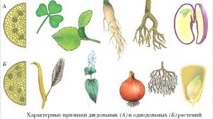§ 24 Отдел Покрытосеменные. Общая характеристика и значение.