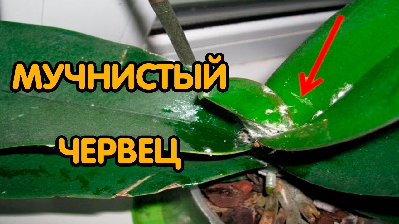 Мучнистый червец: Как распознать и бороться? смотреть онлайн