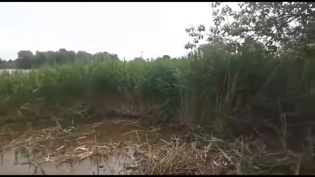 Пруд в Электроизоляторе Раменского района. Очистка от камыша. смотреть онлайн