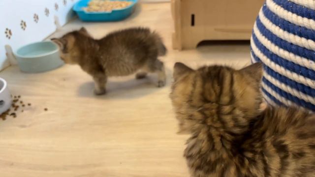 Adopted kittens Kiki and Steve meet the new sofa for the first time. Reaction смотреть онлайн