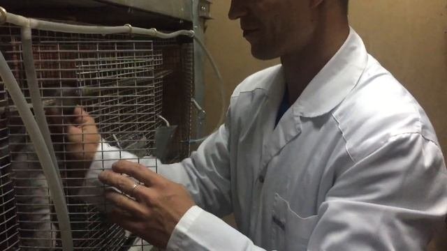 Шиншиллы// Как происходит сдача шиншилл на ферму Ретас