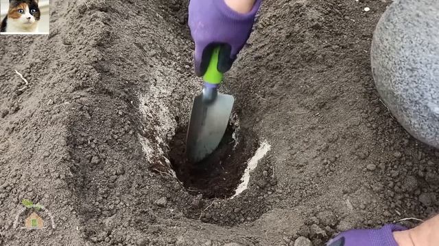 Как правильно сажать рассаду помидор в открытый грунт в траншею без химии