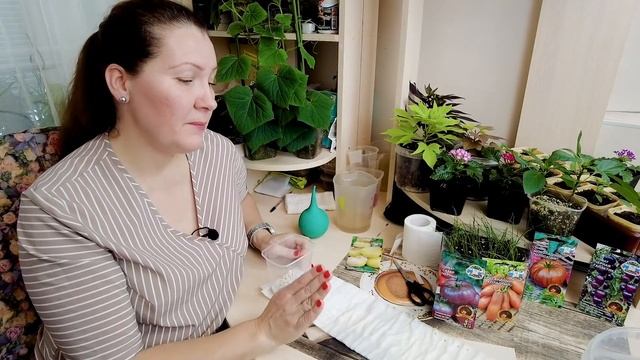 ШОКОЛАДНЫЕ ТОМАТЫ В УЛИТКЕ ? | Посев семян томатов на рассаду смотреть онлайн