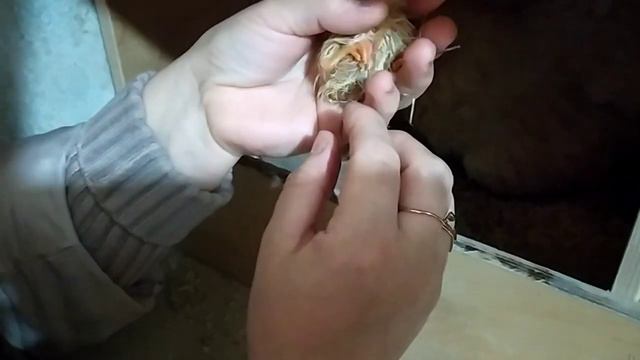 Из переохлаждённых яиц вылупился последний цыплёнок. смотреть онлайн