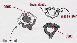 Позвоночный столб и позвонки