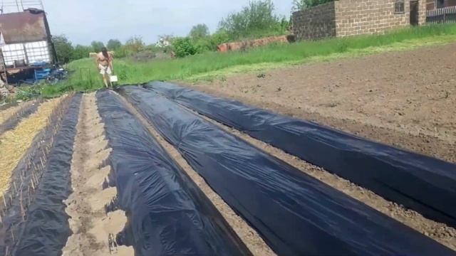 САДИМ ПЛАНТАЦИЮ ЧЕРЕНКОВ ВИНОГРАДА + СТИХ от виноградаря))) Виноградник Прилепко. Весна 2021. смотреть онлайн