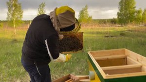 Чистая Деревня: Теперь у нас настоящая пасека! Купили пчёл. Заселяем пчелопакет в улей.