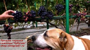 Виноград ПОСЛАННИК_ приносит нам хорошую весть о рождении новой хорошей формы с крупной ягодой.