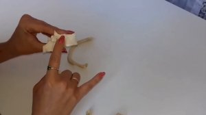 ПОЗВОНКИ, их строение