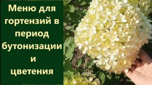 Меню для гортензий. Чем я подкармливаю гортензии в период бутонизации и цветения.