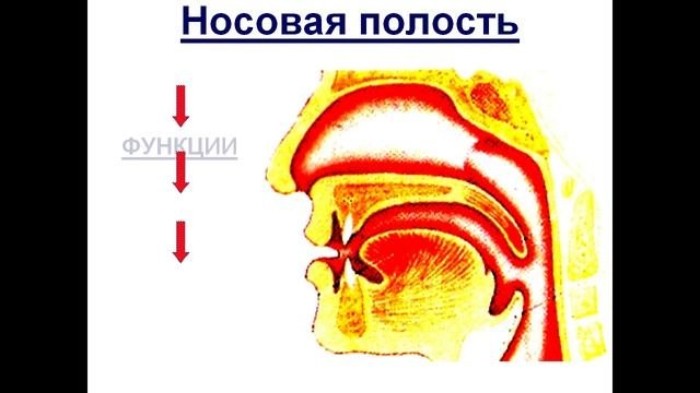 Презентация Дыхание  Органы дыхательной системы  Легкие