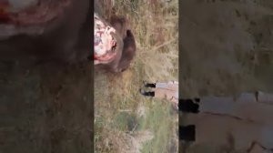 Волки напали на медведя