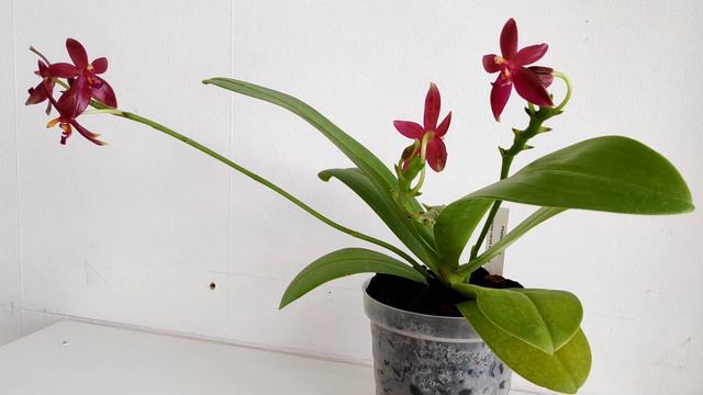 Orchidarium Orchid Haul: Phalaenopsis, Catasetum, and an Unusual Orchid смотреть онлайн