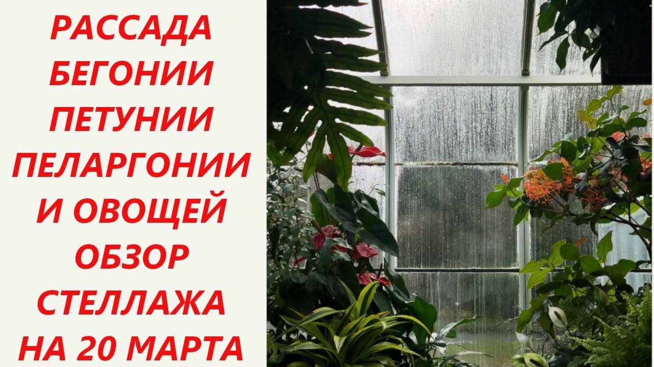 Обзор стеллажа! Рассады все больше и больше ! На улице холодно что же делать?