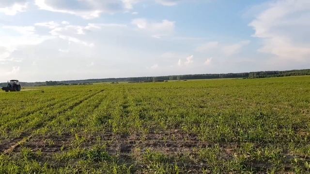 ГОТОВИМ ТЕХНИКУ К КОРМОЗАГОТОВКЕ 2021. ДОН 680 М. ХТЗ Т-150 "RUDY" СМОТРИМ КУКУРУЗУ.