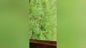 НЕ ПОКУПАЙТЕ ШУМАХЕР ПОКА НЕ ПОСМОТРИТЕ ЭТО ВИДЕО!!!