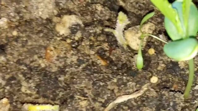 Яжевика ремолтантантая сорт черная магия.Ежевика садовая как размножить черенками смотреть онлайн