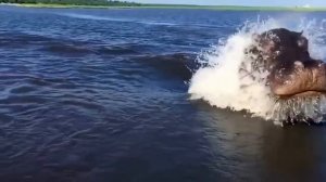 #Бегемот  плывет с приличной скоростью под водой