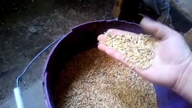 Как я проращиваю овёс на корм птице.