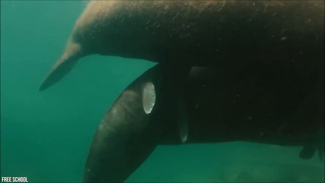 15 Friendliest Sea Creatures Around The World смотреть онлайн