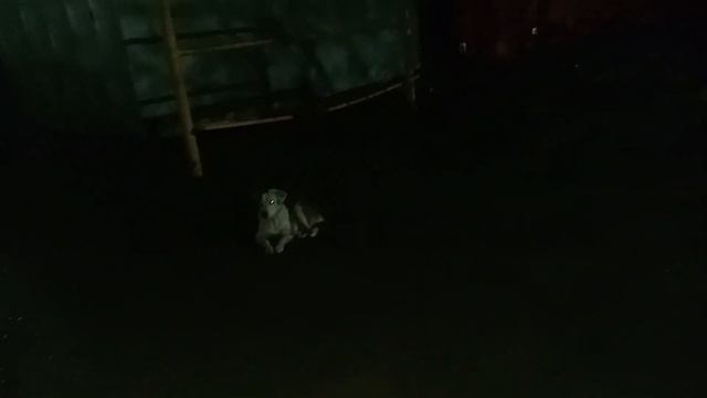 Собаки во дворе Смирновского переулка 139/2 закапываю ямы в Таганроге 6 Ноября 2023 года смотреть онлайн